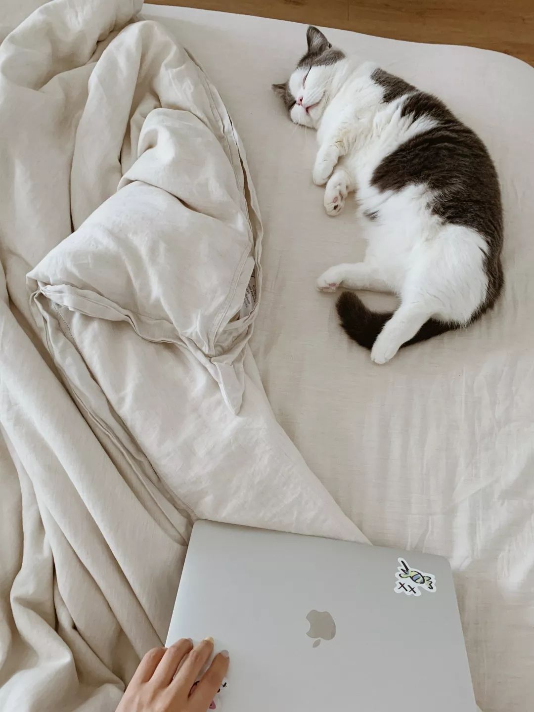 HomewithSS|我也想睡在云上呀