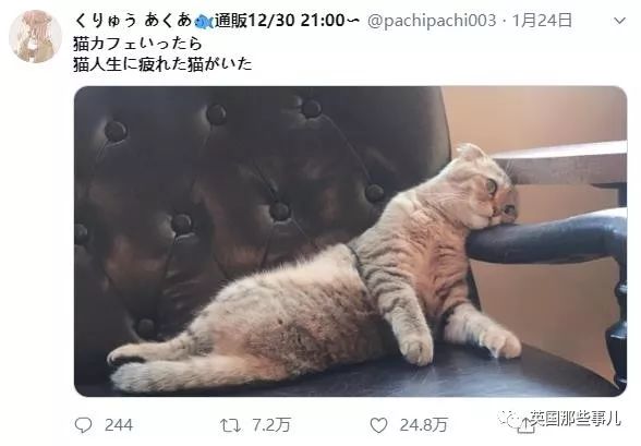 喵星人的日常图片大全,最好看的喵星人图片