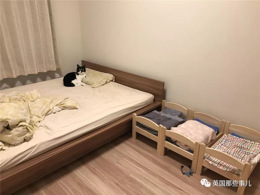 喵星人的日常图片大全,最好看的喵星人图片