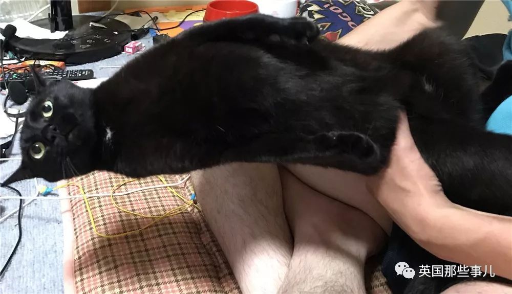 喵星人的日常图片大全,最好看的喵星人图片