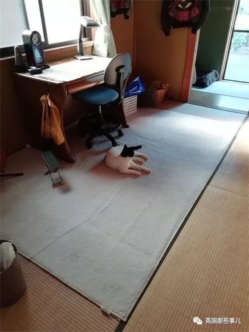 喵星人的日常图片大全,最好看的喵星人图片