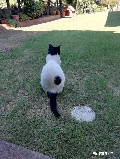 喵星人的日常图片大全,最好看的喵星人图片