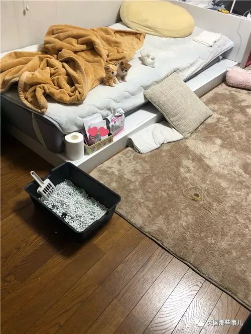 喵星人的日常图片大全,最好看的喵星人图片