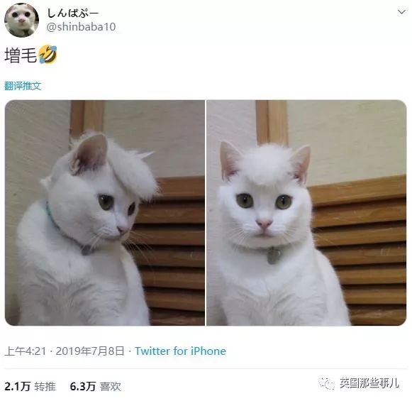 喵星人的日常图片大全,最好看的喵星人图片