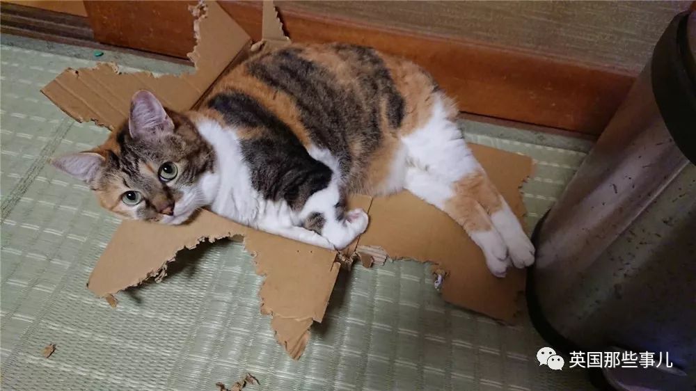 喵星人的日常图片大全,最好看的喵星人图片