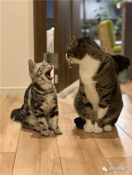 喵星人的日常图片大全,最好看的喵星人图片