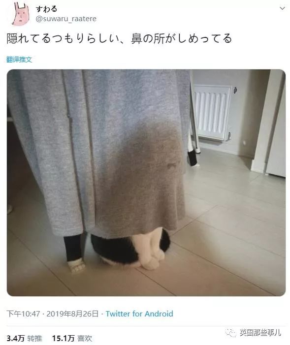 喵星人的日常图片大全,最好看的喵星人图片