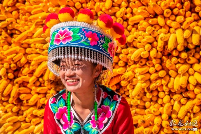 彝族漫山遍野的索玛花,索玛花盛开在高高的彝山