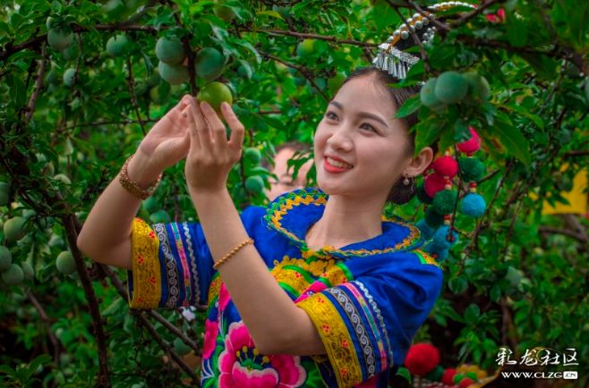 彝族漫山遍野的索玛花,索玛花盛开在高高的彝山