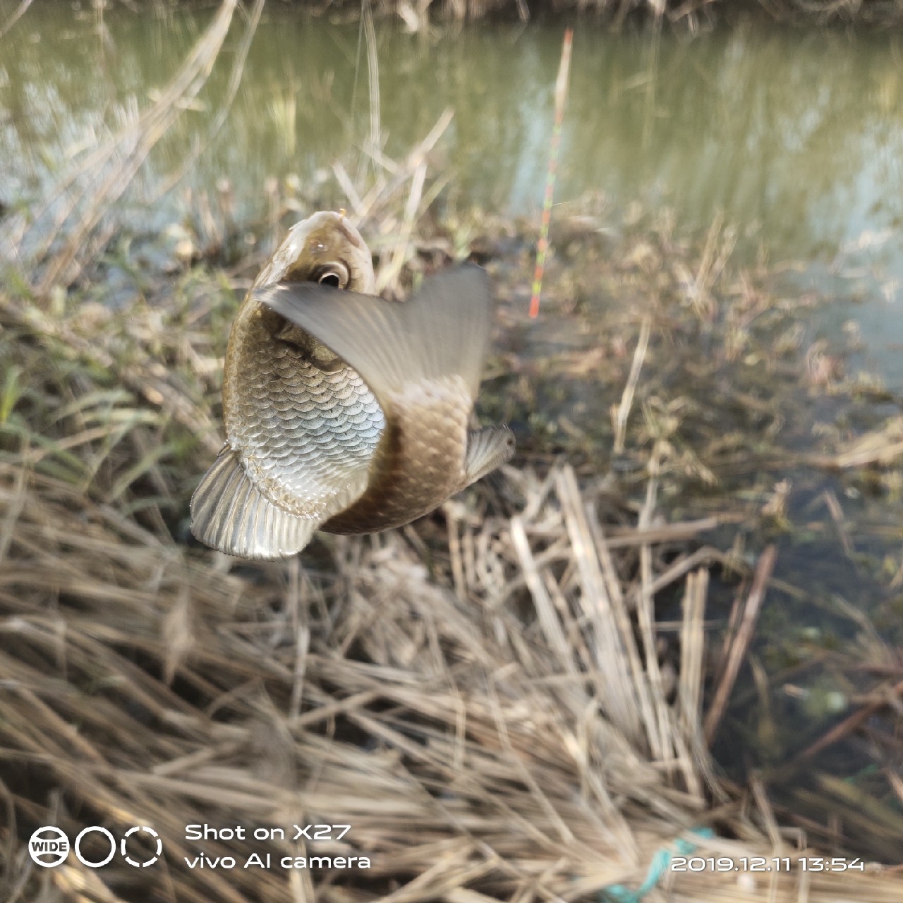 台钓鲫鱼教学,野钓芦苇多的地方鱼怎么样