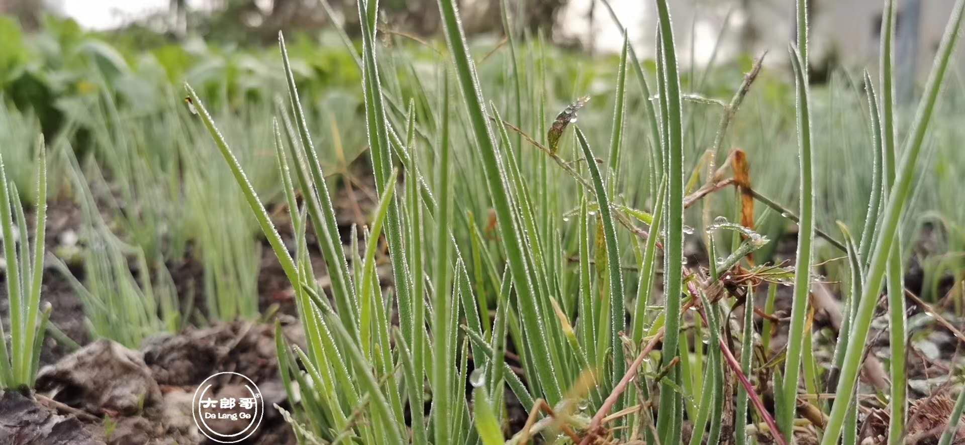 一只土鸡验收要十多个项目达标90后江苏小伙闯出新行当