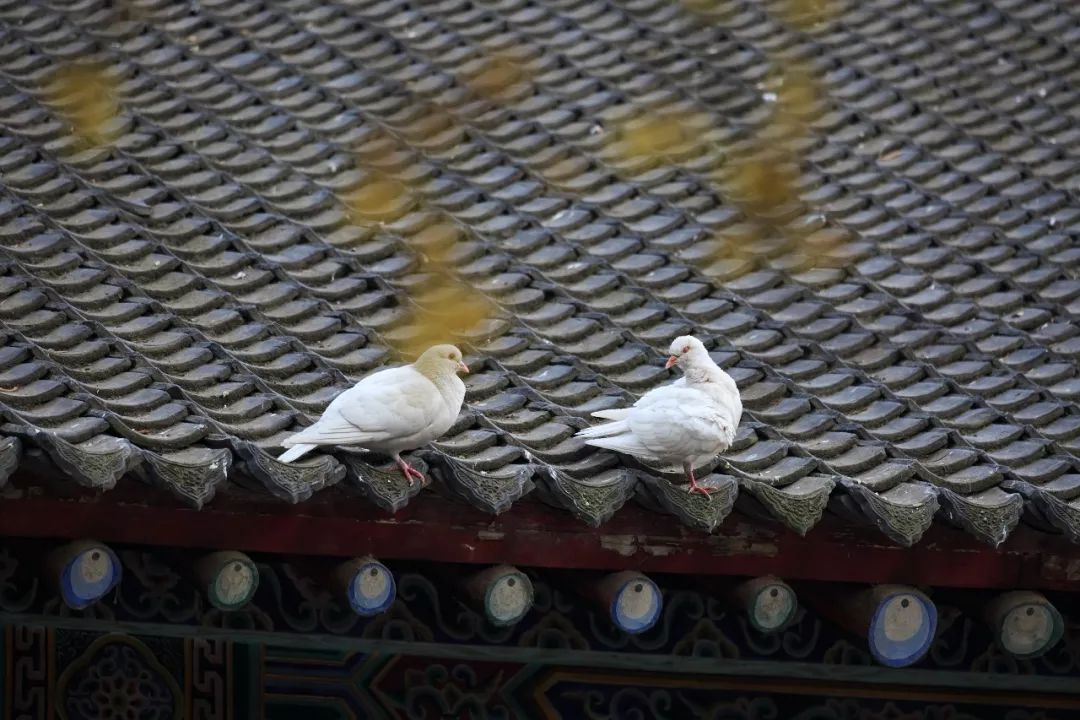 西安人的常态 (西安人都在等什么)