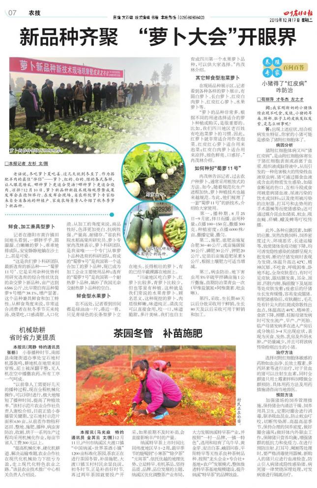 小猪浑身长癞怎么治,小猪得了黄锈病怎么治