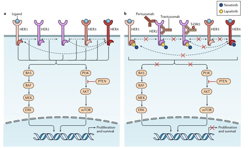 her2阳性乳腺癌目前最好的靶向药,乳腺癌her2两阴一阳方案