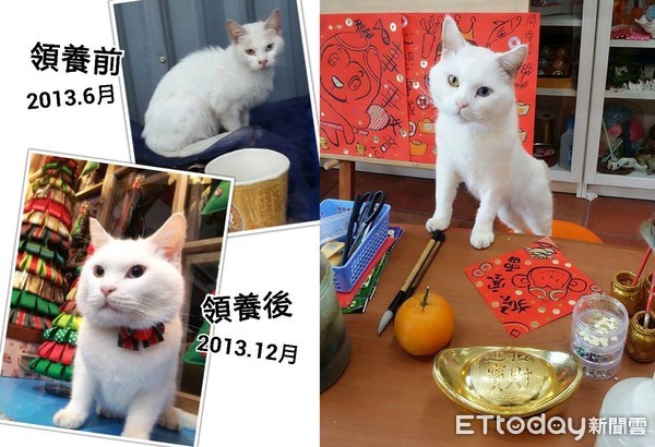猫咪得了胰腺炎并伴有黄疸,猫咪胰腺炎若出现黄疸说明什么