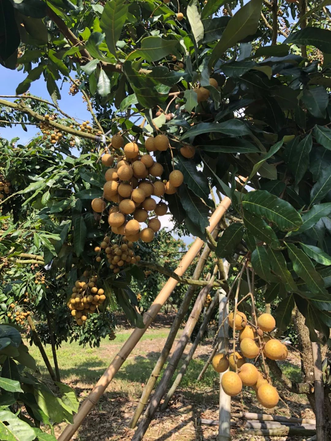 “泰”甜“泰”美！太便宜