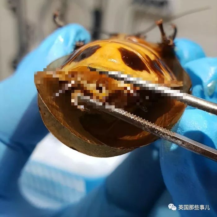 兽医给蟑螂做手术,兽医给猫咪做手术取出鼻子里的虫