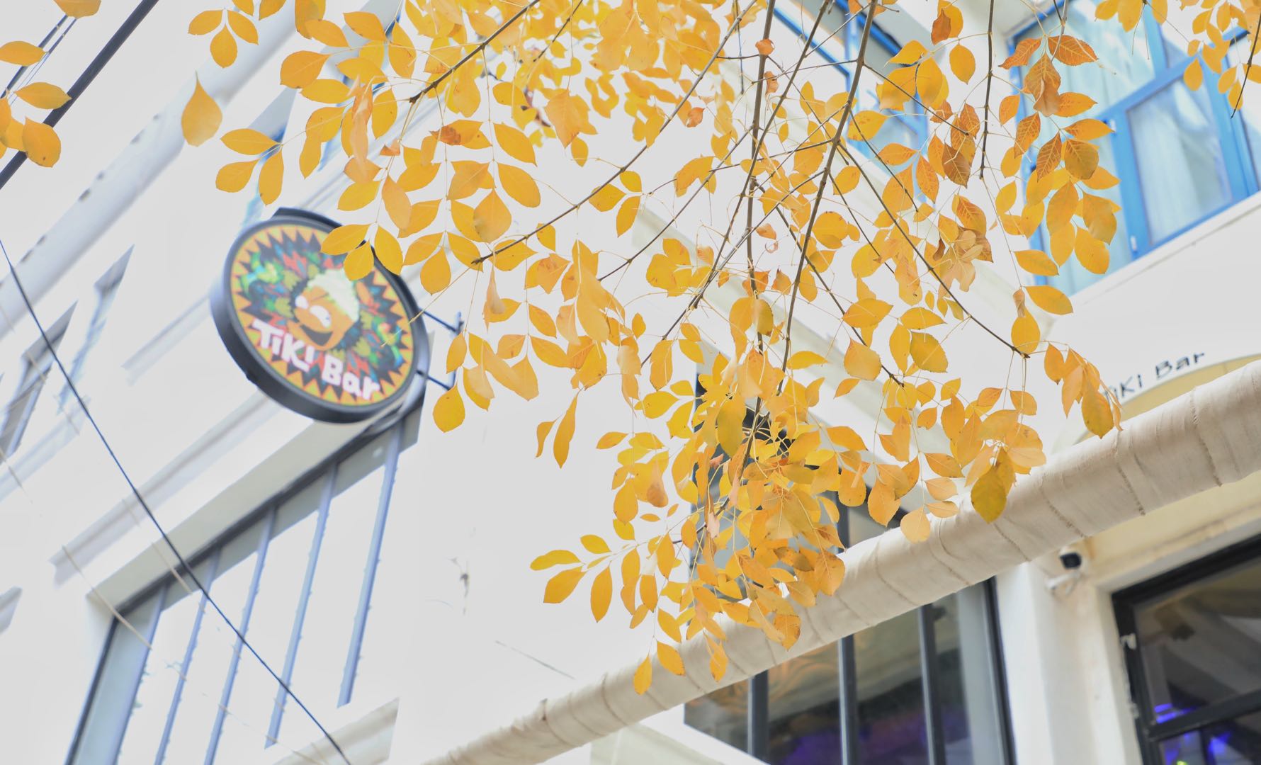 “生·长”天津考拉空间青年艺术家驻留计划项目开放申请