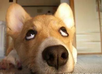 合肥对养狗的规定,合肥养禁养犬受什么处罚