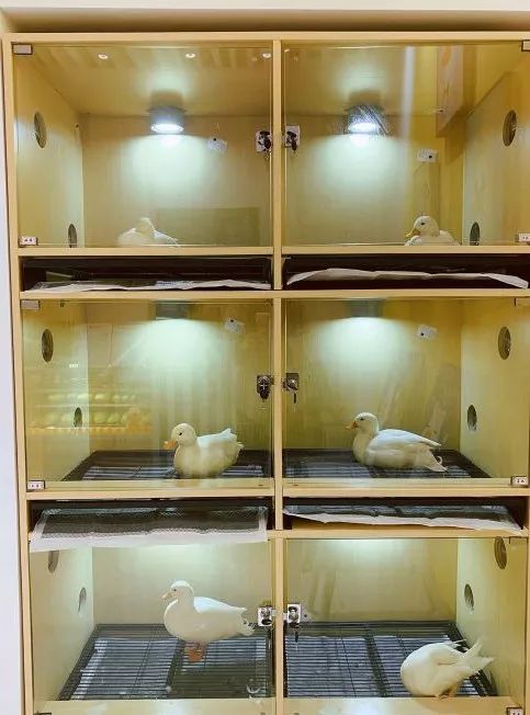 吸猫撸狗遛羊驼,吸狗撸猫遛羊驼