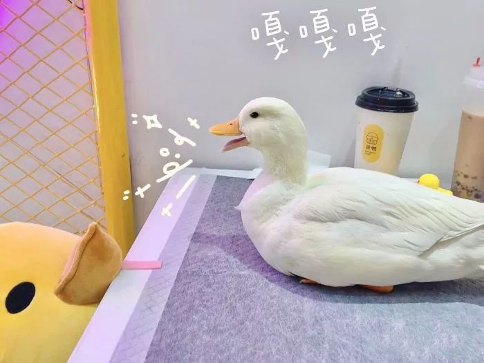 吸猫撸狗遛羊驼,吸狗撸猫遛羊驼