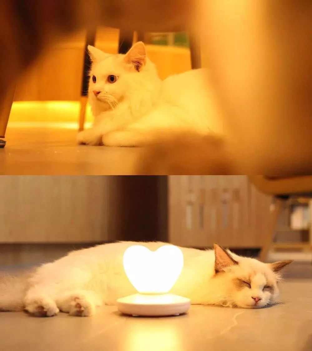 吸猫撸狗遛羊驼,吸狗撸猫遛羊驼