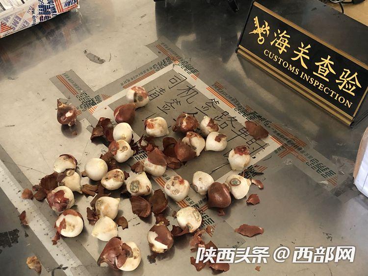 携带外国奶制品能否入境,出境可以带水果种子吗