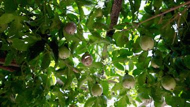 黄金百香果各种饮品高清图,福建黄金百香果怎么吃