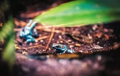 6人误食毒蘑菇4人入院抢救,6人误食红色毒蘑菇4人入院