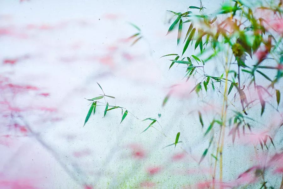 天涯咫尺，如见故人|2019小林摄影总结