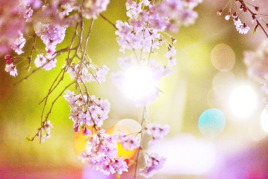 天涯咫尺，如见故人|2019小林摄影总结