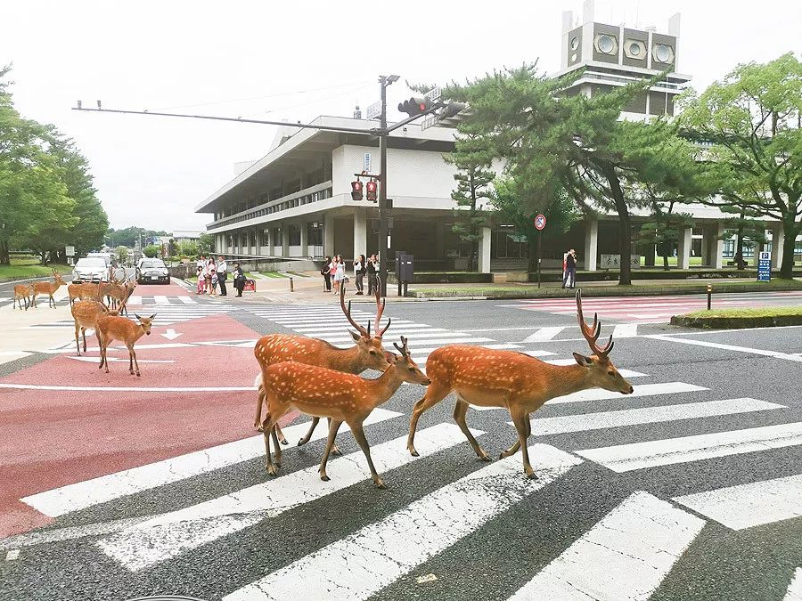 天涯咫尺，如见故人|2019小林摄影总结