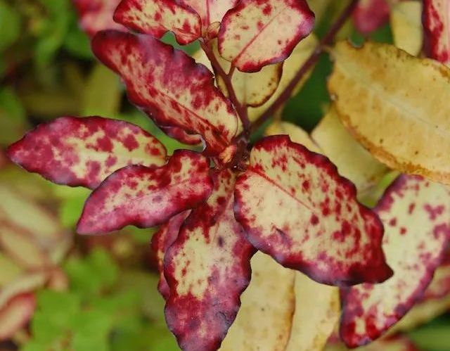 晚上应该是男人最忙的时候,晚上才是男人独处的时间