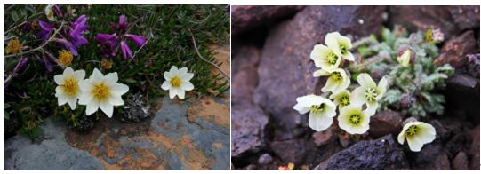 植物过冬用保温棉,冬季房屋防寒小妙招