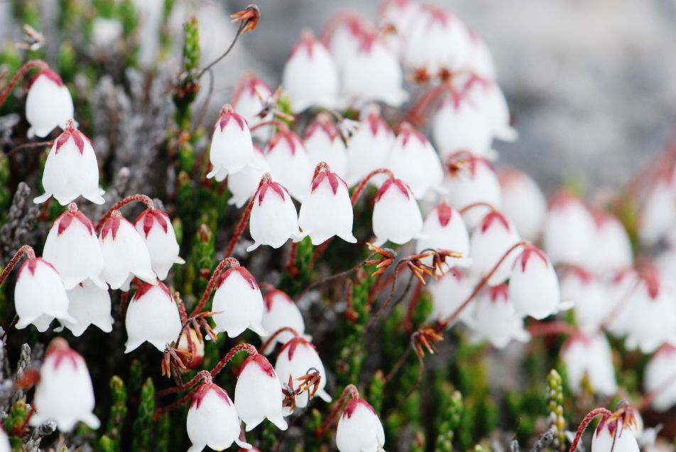 植物过冬用保温棉,冬季房屋防寒小妙招
