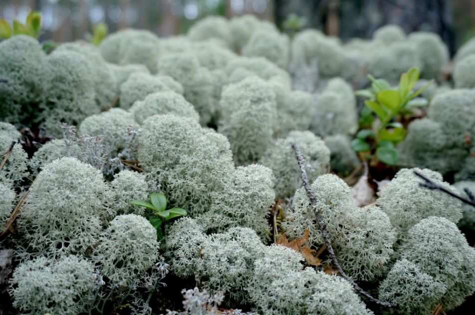 植物过冬用保温棉,冬季房屋防寒小妙招