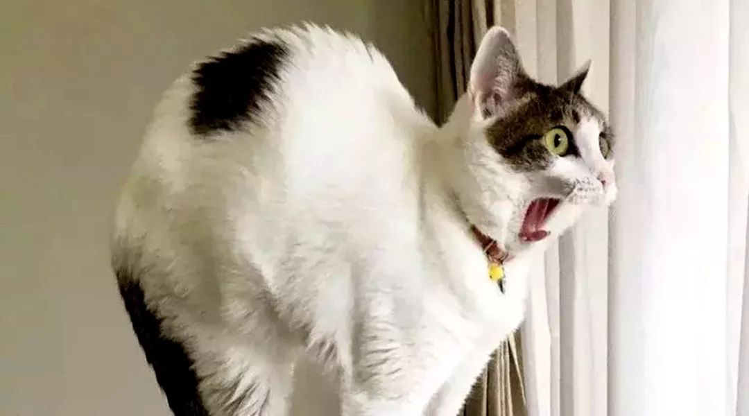 欠员工工资怎么打电话举报,员工向公司借钱如何巧妙处理回绝