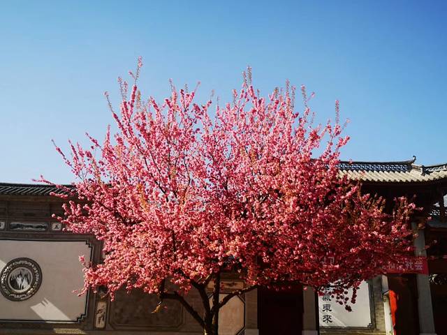 昆明大理丽江6日游免费,昆明大理丽江6日游纯玩团