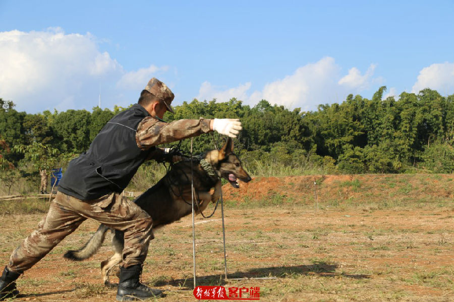 要懂饲养，还要会训练，无言尖兵的训导员来培训