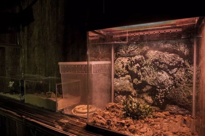 胆小慎入沉浸式体验游戏攻略,胆小慎入密室逃脱