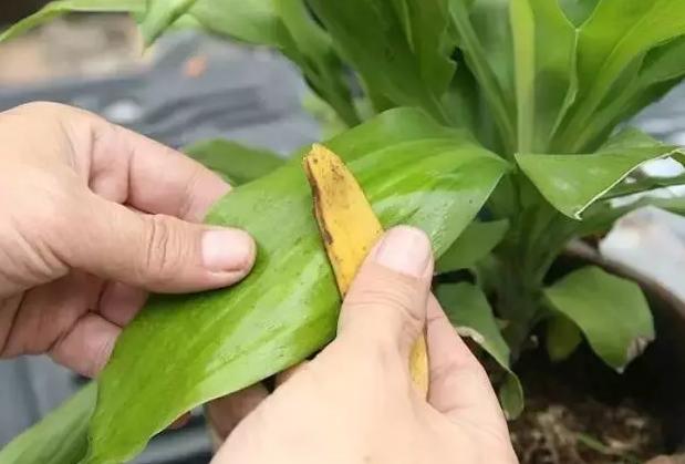 香蕉皮千万别扔，这几个妙用，能为你省下不少！安顺人收藏