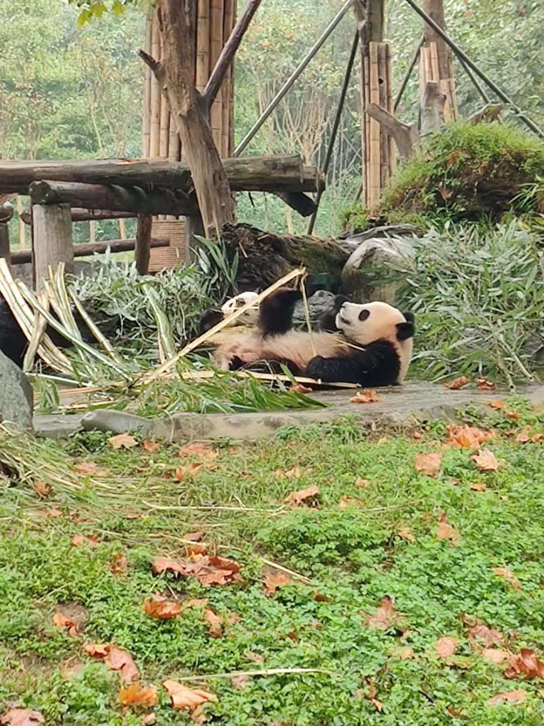 滨州到西安旅游团康辉,旅行社跟团游广州成都双飞6天
