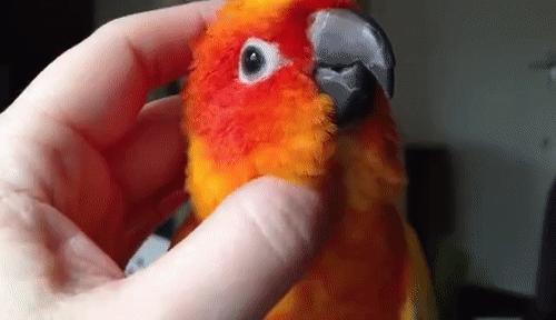 鹦鹉可爱，却会传病给人？看药事网和腾讯新闻怎么说