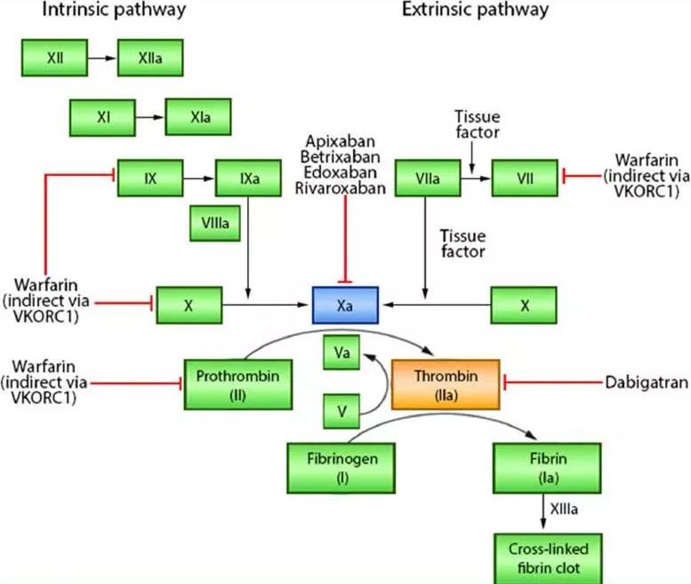 抗凝药物的适应性和禁忌症,举例说明几种常用抗凝药