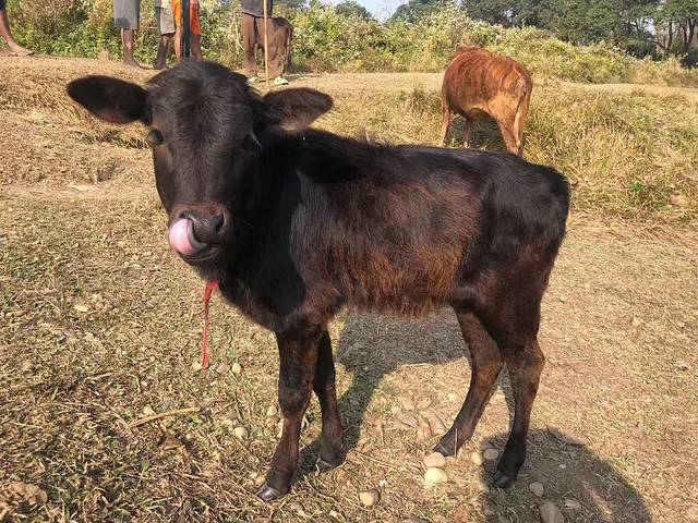 南亚国家旅行,南亚环球旅行