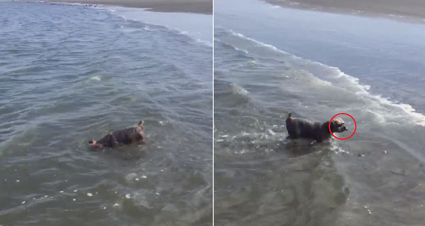 约克夏闹脾气,约克夏生气不吃饭