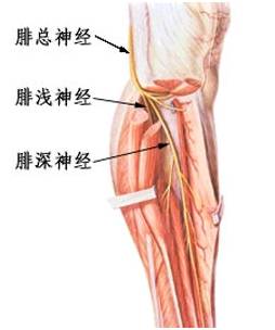 腓总神经损伤康复动作,腓神经损伤康复视频