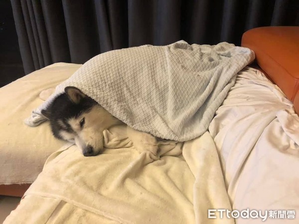 天气冷了哈士奇血统被唤醒,天气热哈士奇怎么办