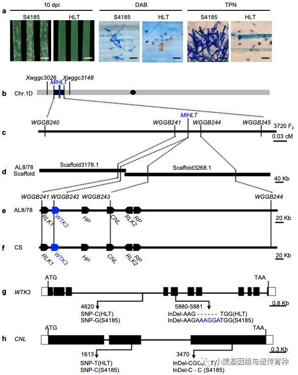 NatureCommun|刘志勇组与李洪杰组合作克隆小麦抗*粉白**病基因Pm24