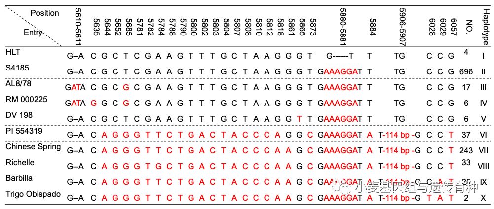 NatureCommun|刘志勇组与李洪杰组合作克隆小麦抗*粉白**病基因Pm24